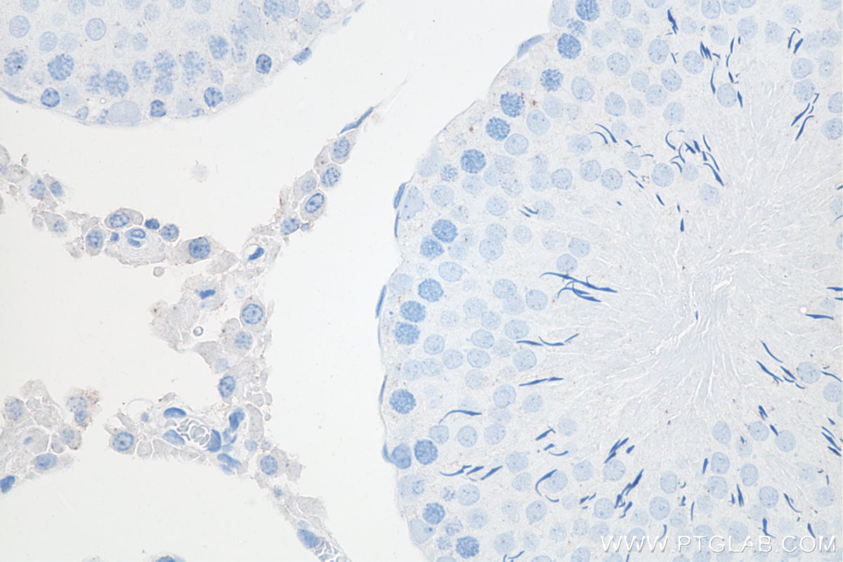 IHC staining of rat testis using 67733-1-Ig