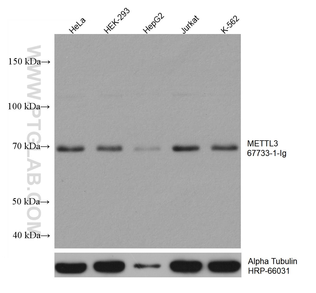 Western Blot (WB) analysis of various lysates using METTL3 Monoclonal antibody (67733-1-Ig)