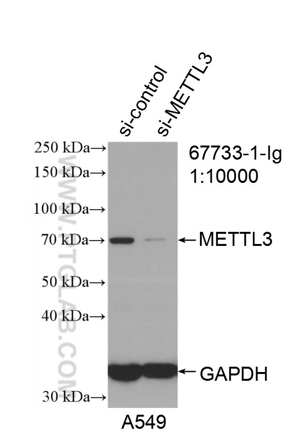 Western Blot (WB) analysis of A549 cells using METTL3 Monoclonal antibody (67733-1-Ig)