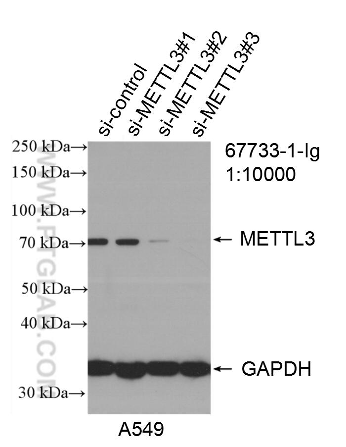 Western Blot (WB) analysis of A549 cells using METTL3 Monoclonal antibody (67733-1-Ig)