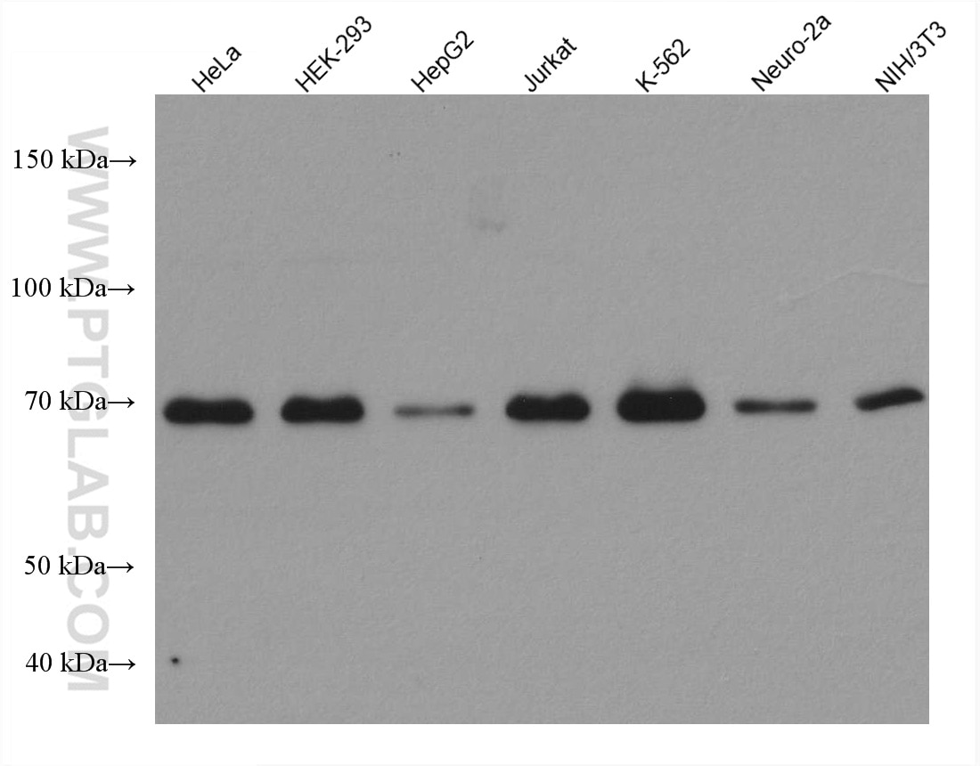 Western Blot (WB) analysis of various lysates using METTL3 Monoclonal antibody (67733-2-Ig)