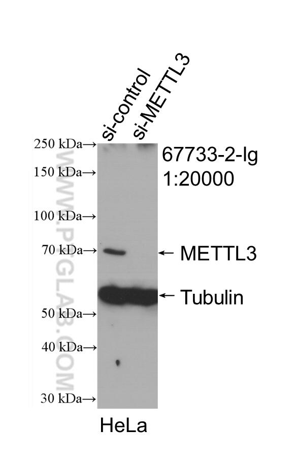 Western Blot (WB) analysis of HeLa cells using METTL3 Monoclonal antibody (67733-2-Ig)