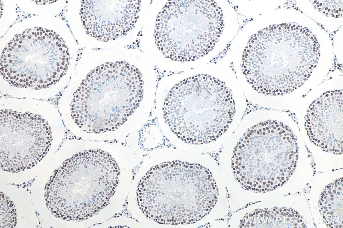 Immunohistochemistry (IHC) staining of rat testis tissue using METTL3 Recombinant antibody (80323-1-RR)