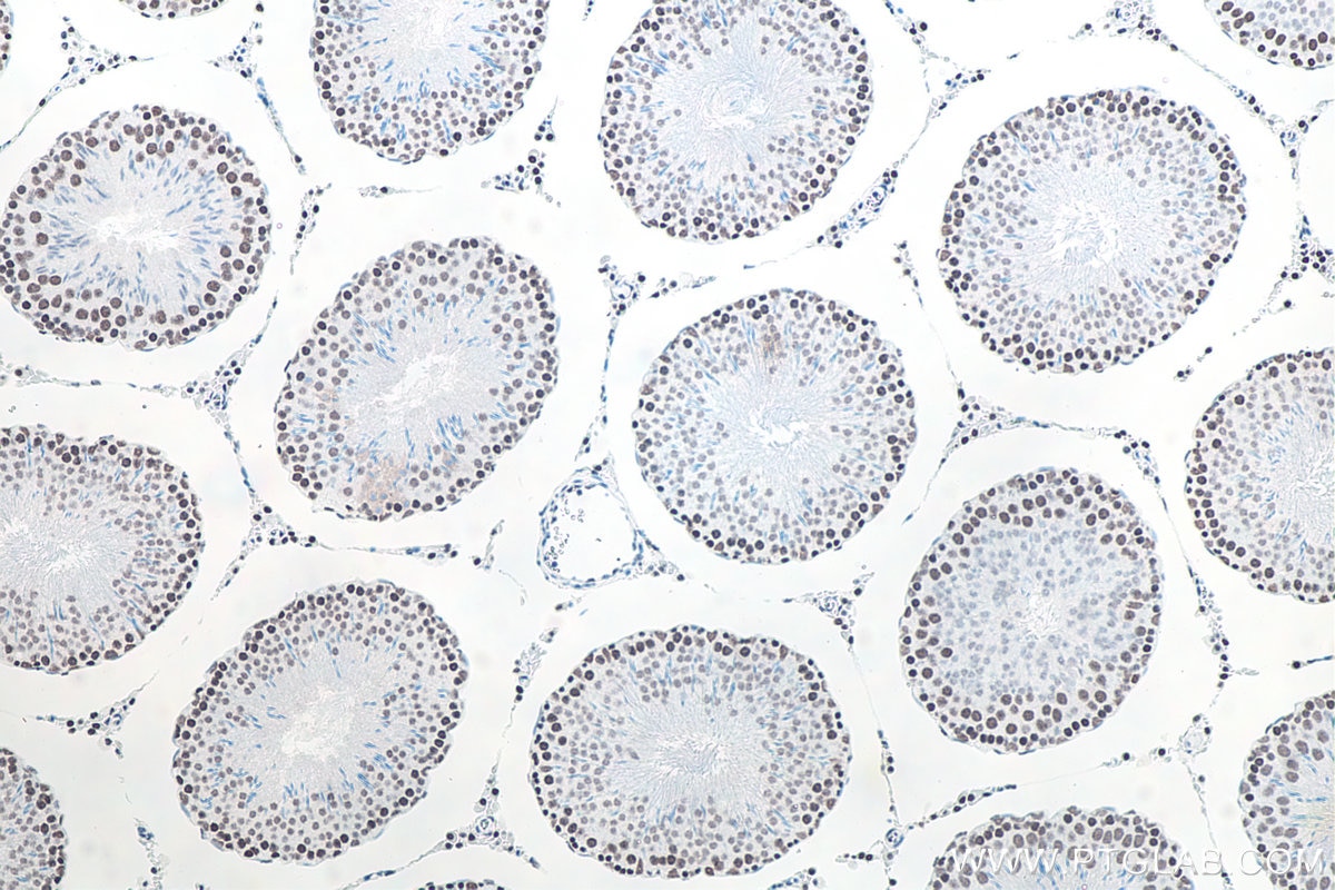 IHC staining of rat testis using 80323-1-RR