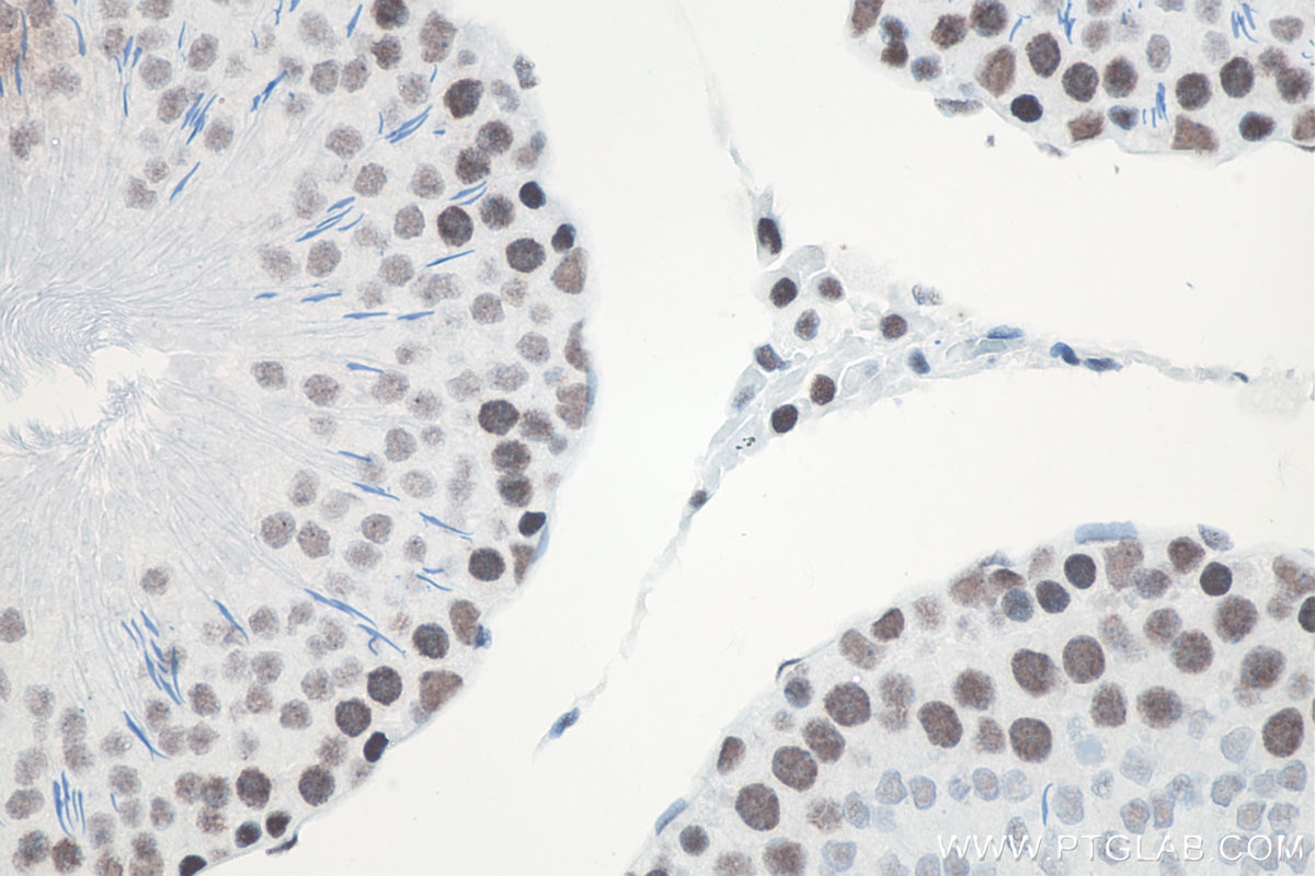 Immunohistochemistry (IHC) staining of rat testis tissue using METTL3 Recombinant antibody (80323-1-RR)