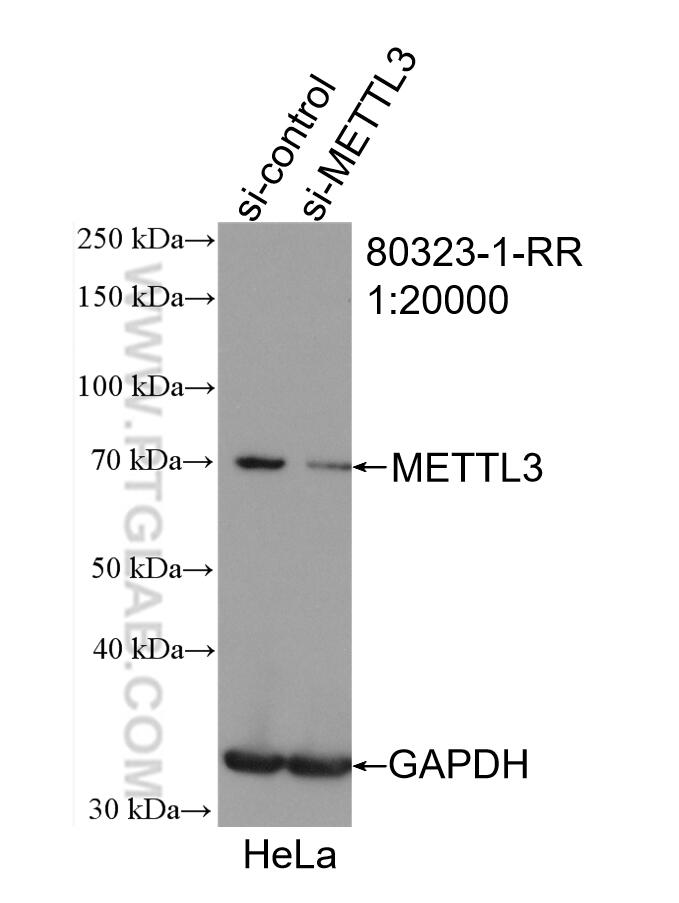 Western Blot (WB) analysis of HeLa cells using METTL3 Recombinant antibody (80323-1-RR)