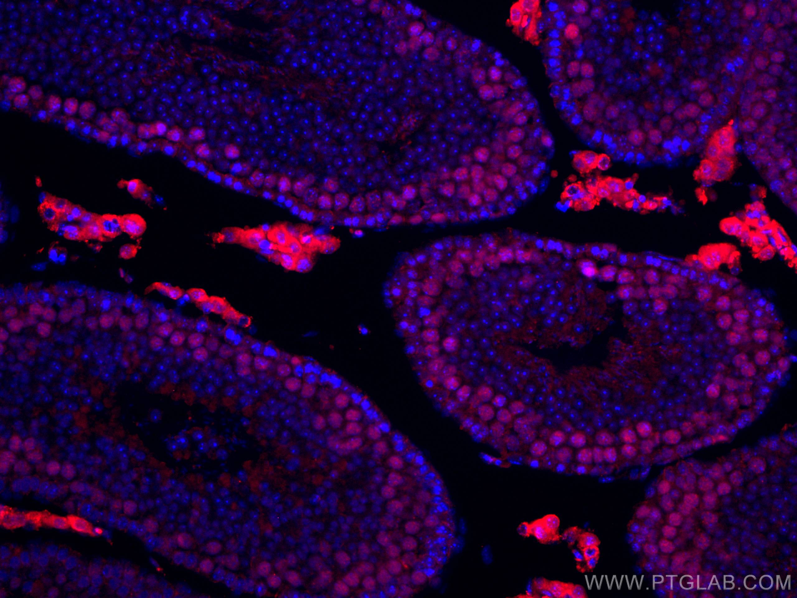 Immunofluorescence (IF) / fluorescent staining of mouse testis tissue using CoraLite®594-conjugated METTL3 Monoclonal antibody (CL594-67733)