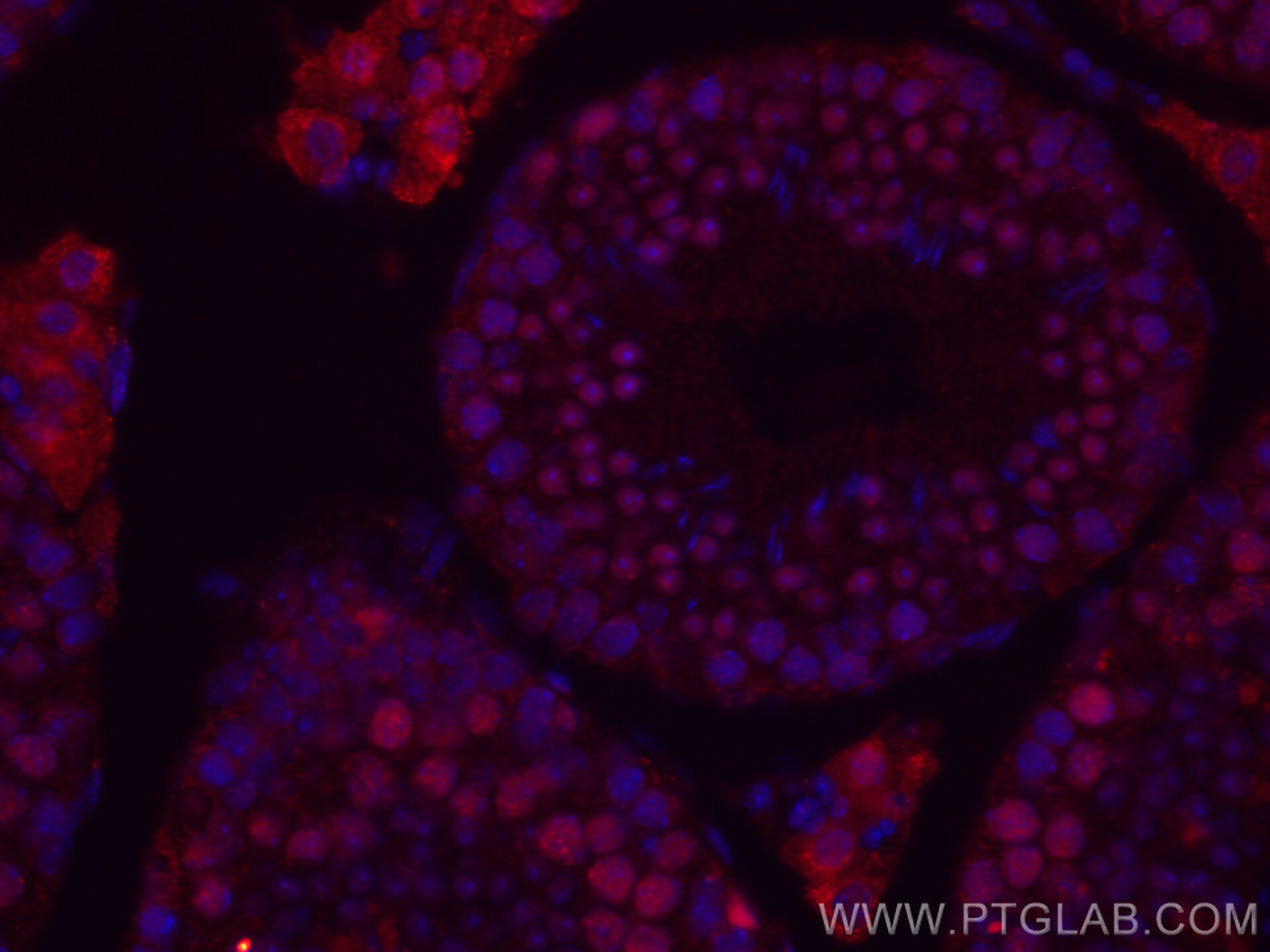 Immunofluorescence (IF) / fluorescent staining of mouse testis tissue using CoraLite®594-conjugated METTL3 Monoclonal antibody (CL594-67733)