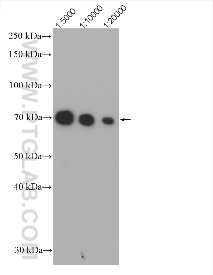 Western Blot (WB) analysis of HeLa cells using HRP-conjugated METTL3 Monoclonal antibody (HRP-67733)