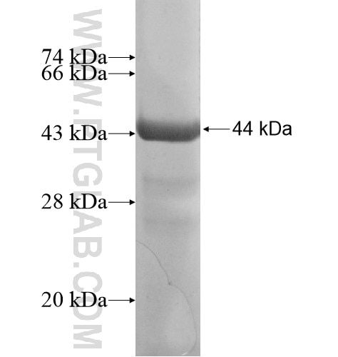 METTL4 fusion protein Ag12093 SDS-PAGE