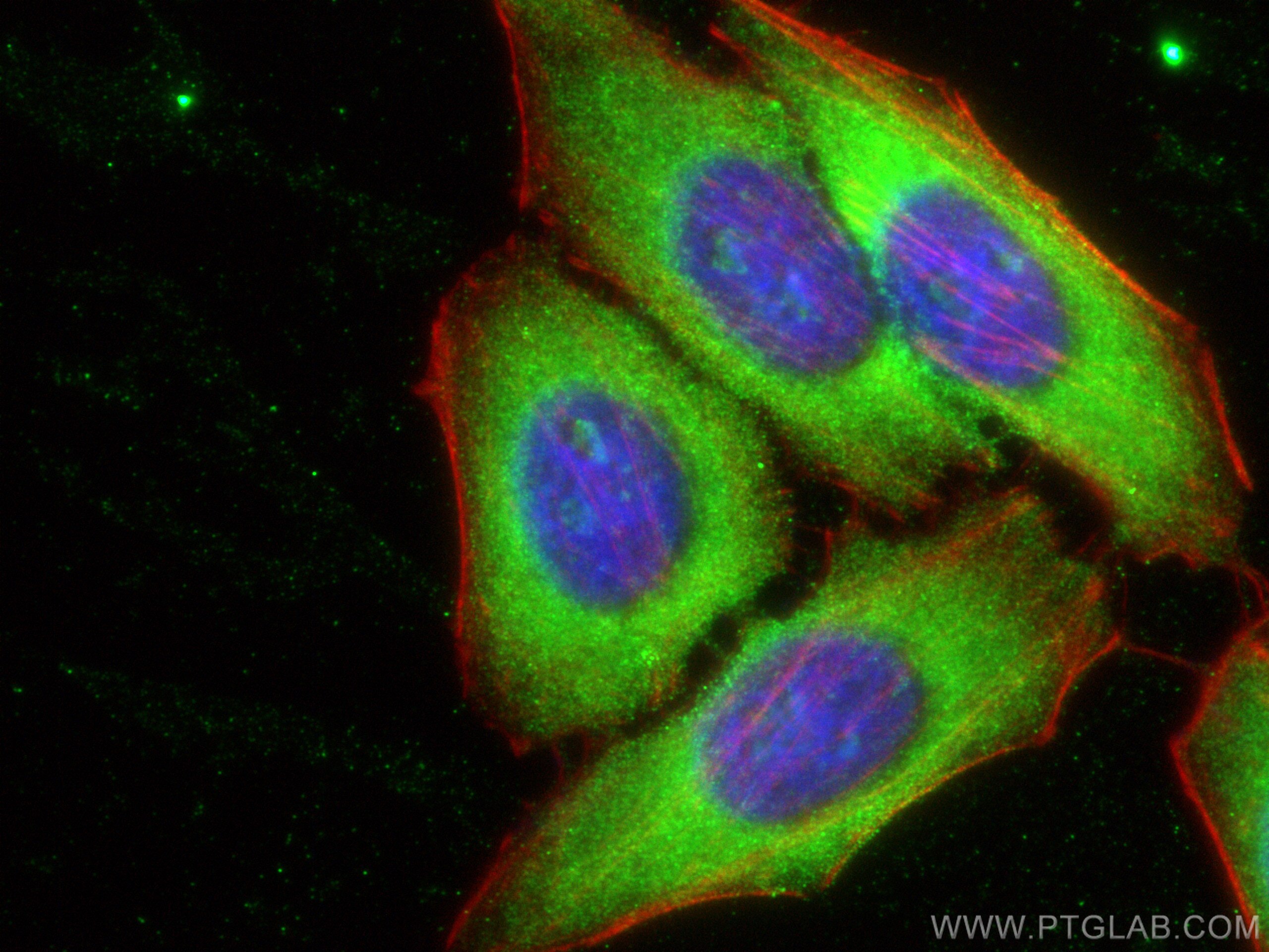 IF Staining of HepG2 using 16791-1-AP