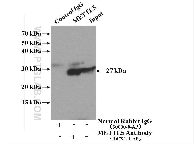 Immunoprecipitation (IP) experiment of PC-3 cells using METTL5 Polyclonal antibody (16791-1-AP)
