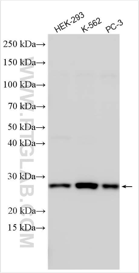 Western Blot (WB) analysis of various lysates using METTL5 Polyclonal antibody (16791-1-AP)