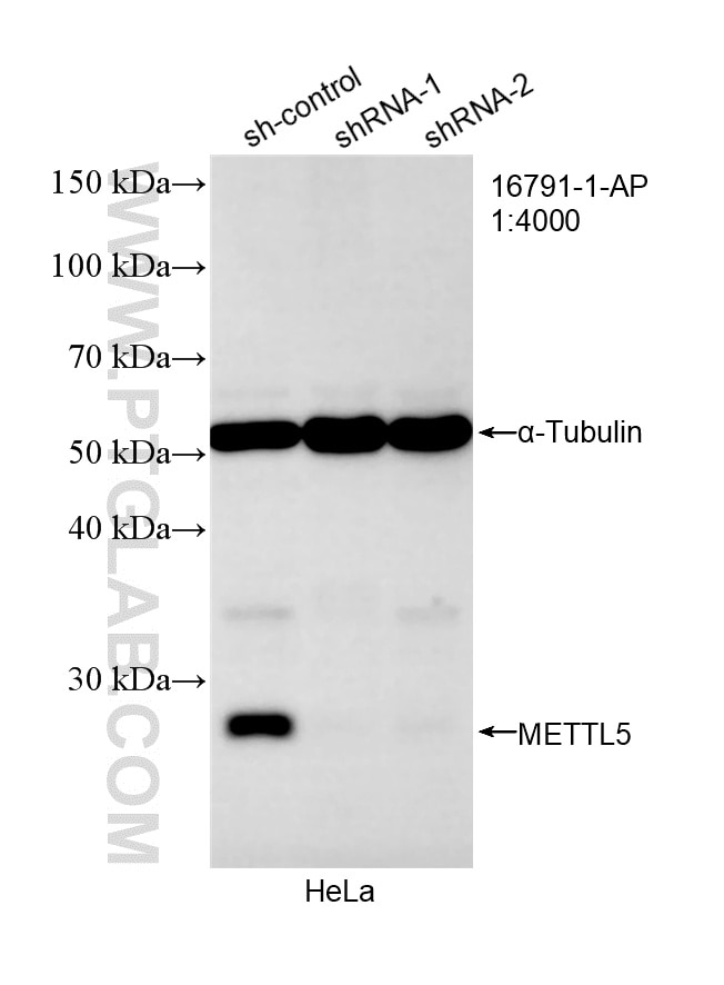 Western Blot (WB) analysis of HeLa cells using METTL5 Polyclonal antibody (16791-1-AP)