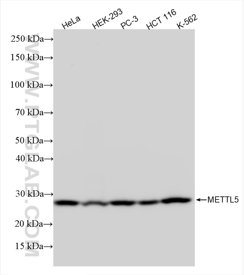 Western Blot (WB) analysis of various lysates using METTL5 Recombinant antibody (85682-5-RR)