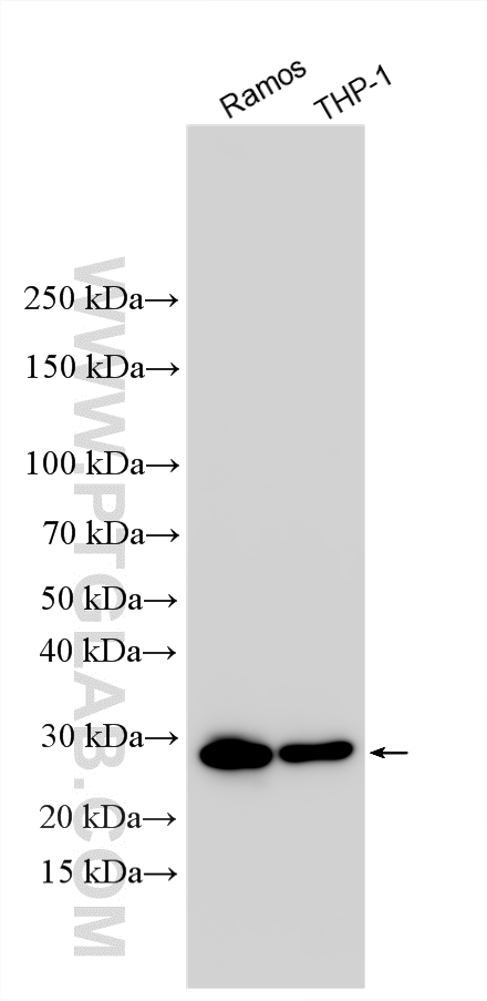 Western Blot (WB) analysis of various lysates using Multi-rAb® METTL5 Multi-Recombinant antibody (RMX00070)