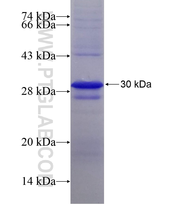 METTL5 fusion protein Ag10232 SDS-PAGE
