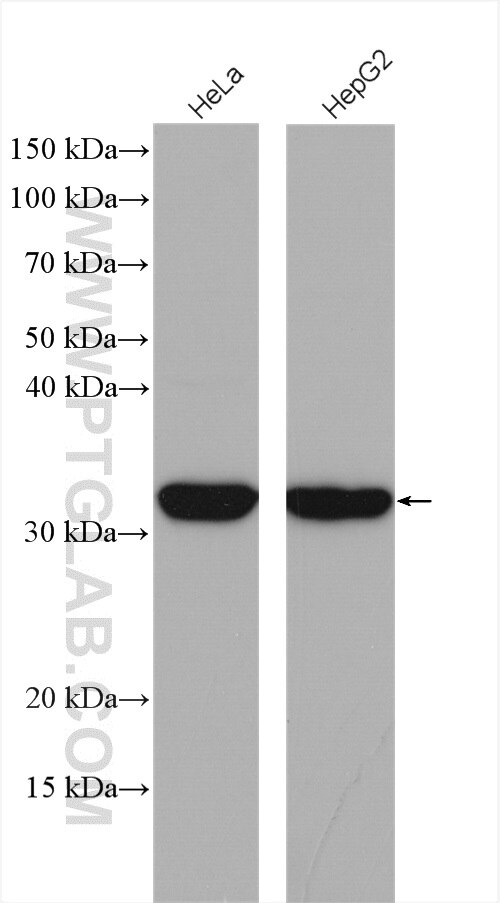Western Blot (WB) analysis of various lysates using METTL6 Polyclonal antibody (16527-1-AP)