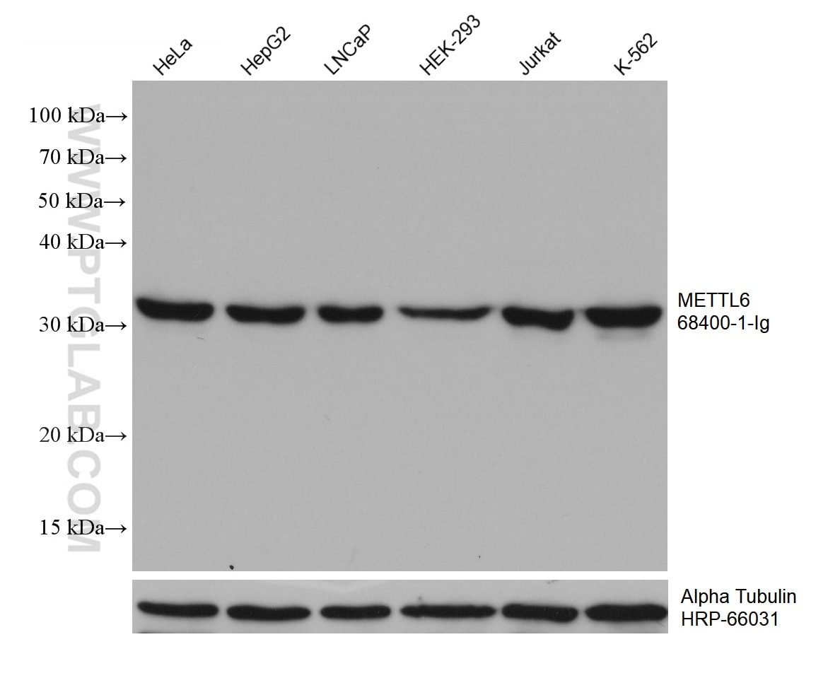 Western Blot (WB) analysis of various lysates using METTL6 Monoclonal antibody (68400-1-Ig)