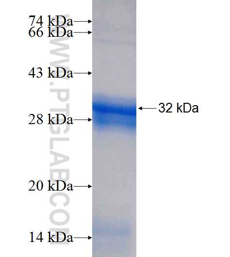 METTL6 fusion protein Ag9714 SDS-PAGE