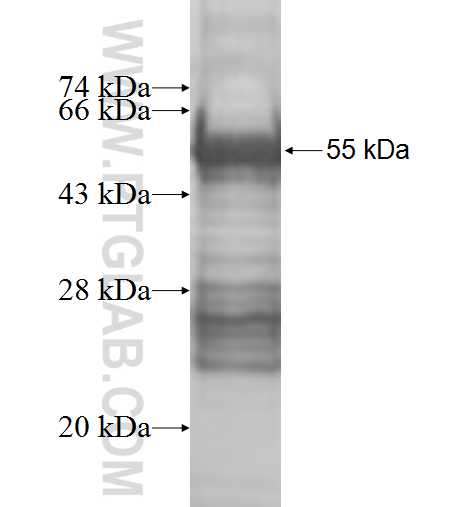 METTL6 fusion protein Ag9768 SDS-PAGE