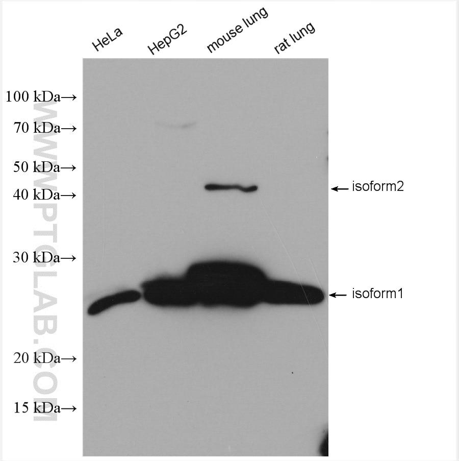 Western Blot (WB) analysis of various lysates using METTL7A Polyclonal antibody (17092-1-AP)