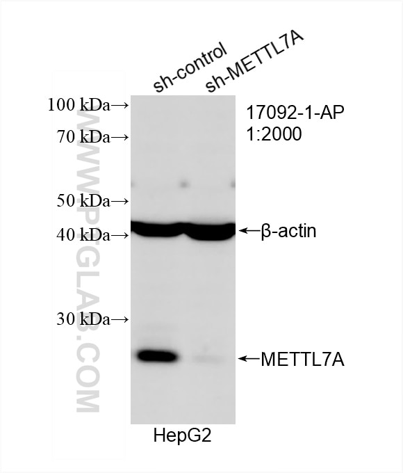 Western Blot (WB) analysis of HepG2 cells using METTL7A Polyclonal antibody (17092-1-AP)
