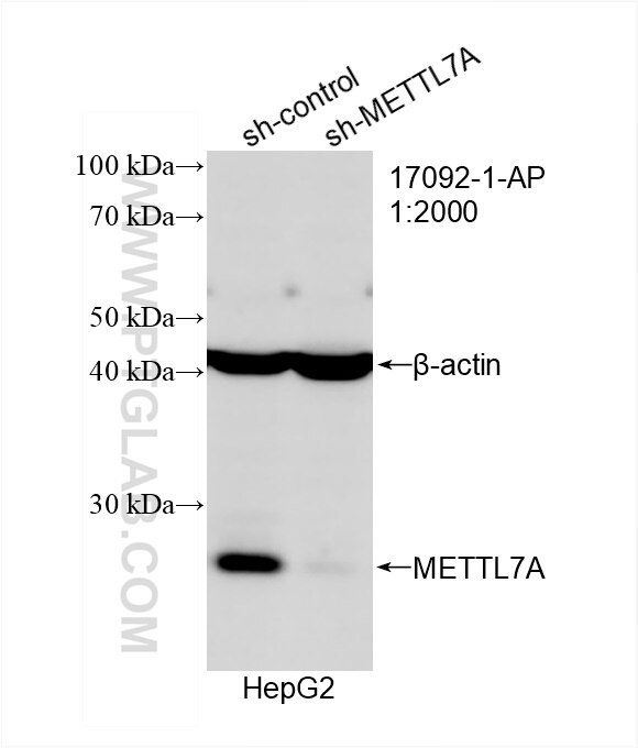 WB analysis of HepG2 using 17092-1-AP