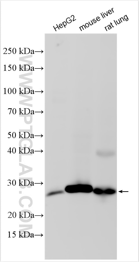 Western Blot (WB) analysis of various lysates using METTL7A Polyclonal antibody (17092-1-AP)