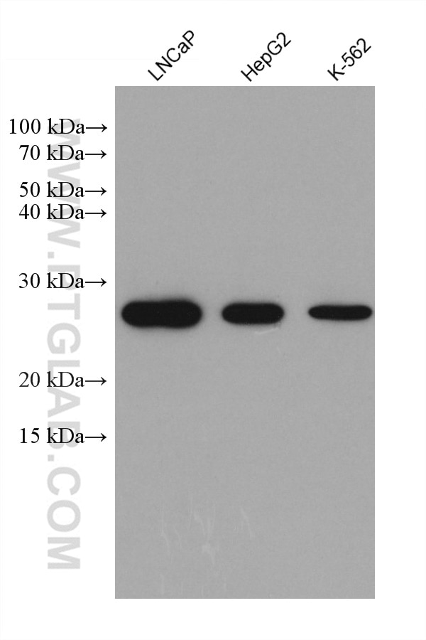 Western Blot (WB) analysis of various lysates using METTL7A Monoclonal antibody (67905-1-Ig)