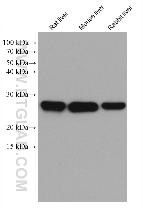 Western Blot (WB) analysis of various lysates using METTL7A Monoclonal antibody (67905-1-Ig)