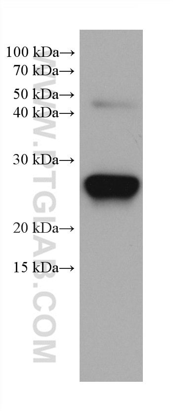 Western Blot (WB) analysis of mouse lung tissue using METTL7A Monoclonal antibody (67905-1-Ig)