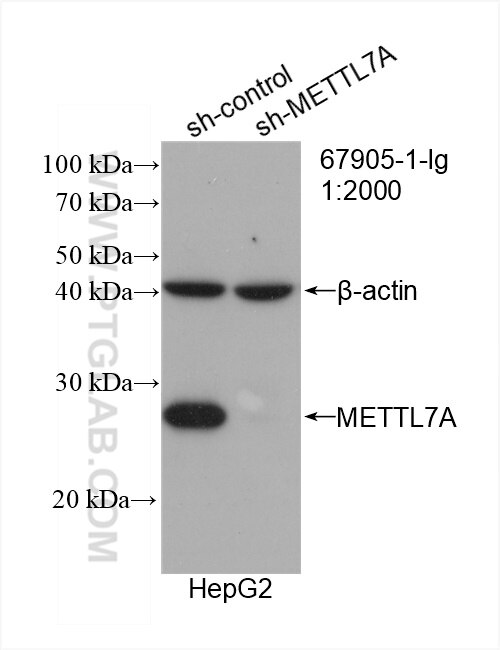 Western Blot (WB) analysis of HepG2 cells using METTL7A Monoclonal antibody (67905-1-Ig)