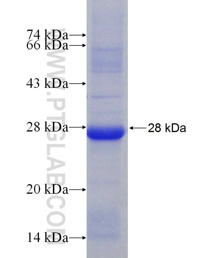 METTL7A fusion protein Ag29986 SDS-PAGE