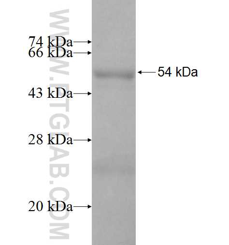 METTL7A fusion protein Ag10013 SDS-PAGE