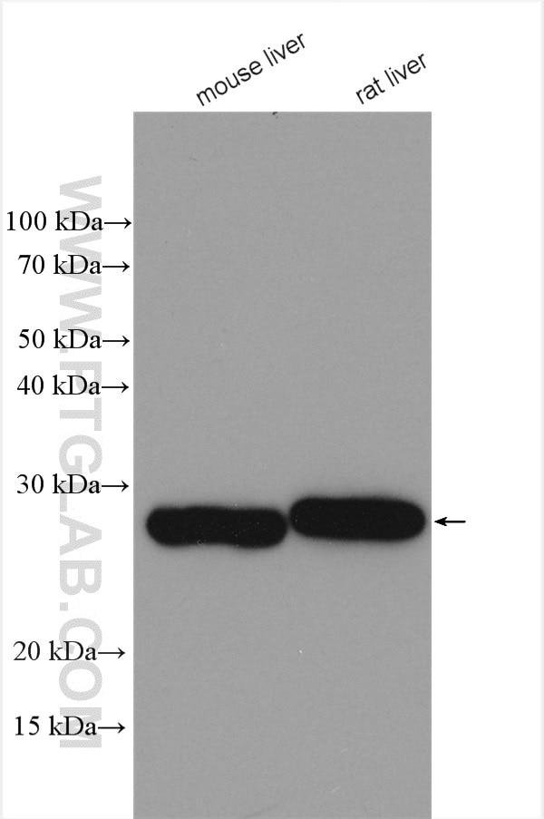 Western Blot (WB) analysis of various lysates using METTL7B Polyclonal antibody (17001-1-AP)