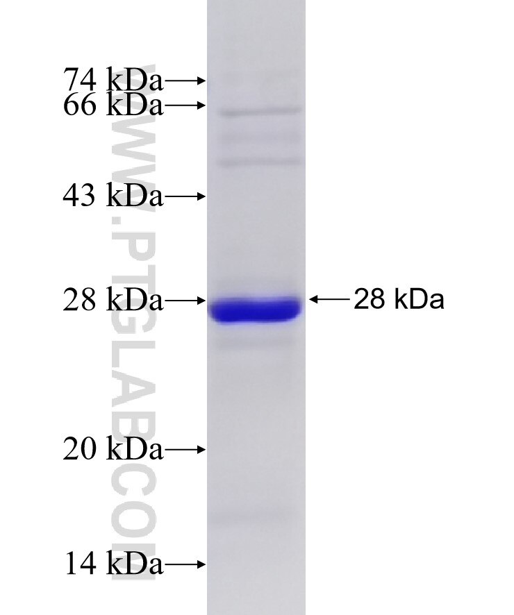 METTL7B fusion protein Ag10724 SDS-PAGE