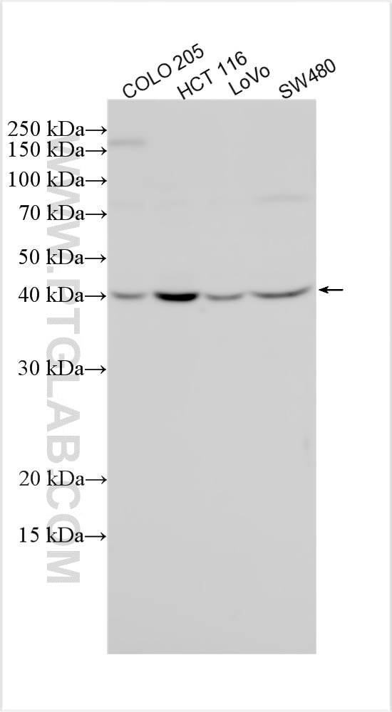 Western Blot (WB) analysis of various lysates using METTL8 Polyclonal antibody (31173-1-AP)