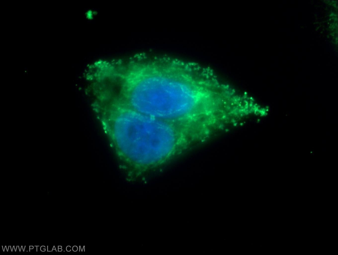 Immunofluorescence (IF) / fluorescent staining of HepG2 cells using METTL9 Polyclonal antibody (15120-1-AP)