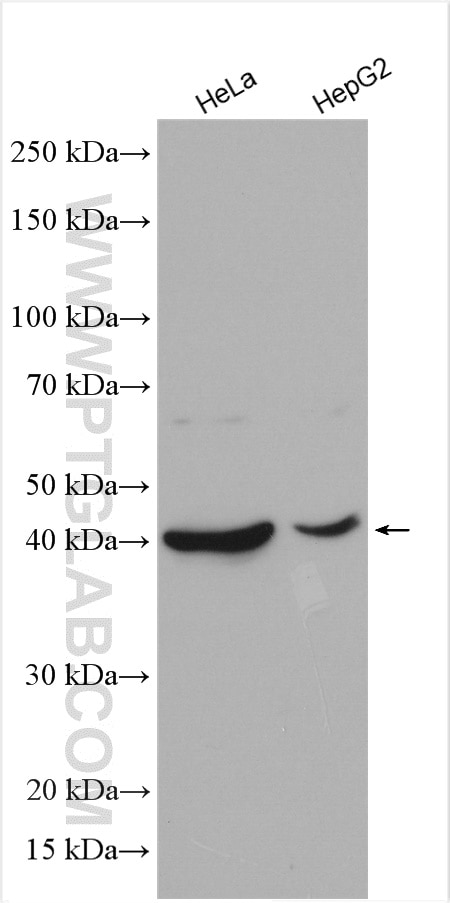 Western Blot (WB) analysis of various lysates using METTL9 Polyclonal antibody (15120-1-AP)