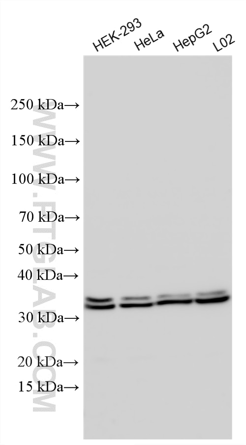 Western Blot (WB) analysis of various lysates using METTL9 Polyclonal antibody (15120-1-AP)
