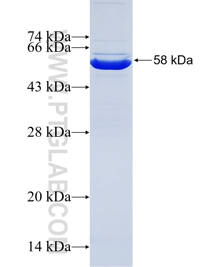 METTL9 fusion protein Ag7191 SDS-PAGE