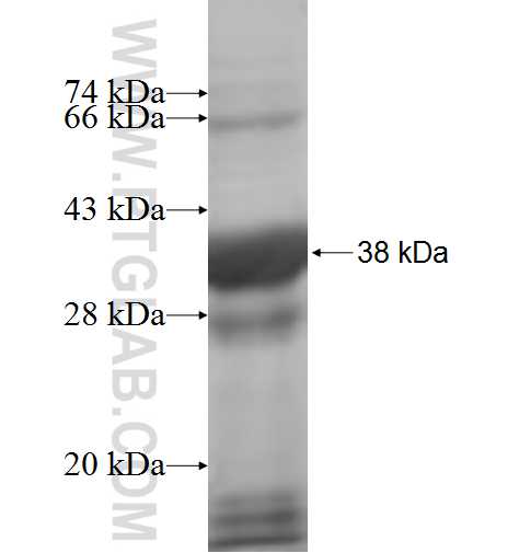 METTL9 fusion protein Ag7304 SDS-PAGE