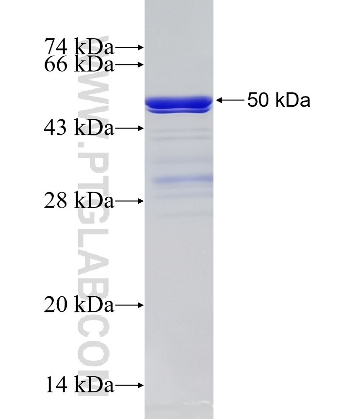 MEX3A fusion protein Ag33619 SDS-PAGE