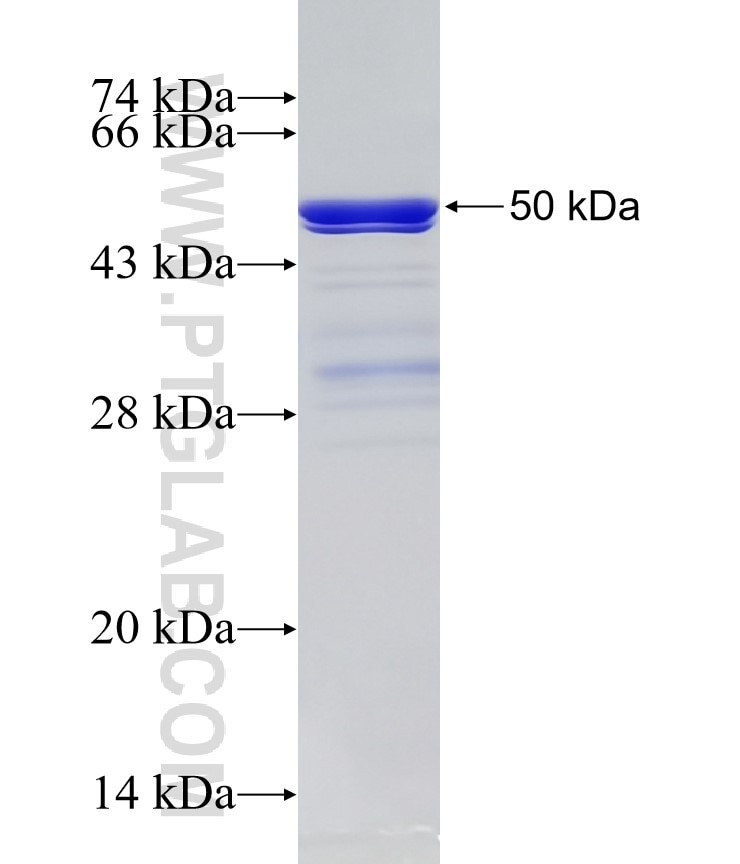 MEX3A fusion protein Ag33619 SDS-PAGE