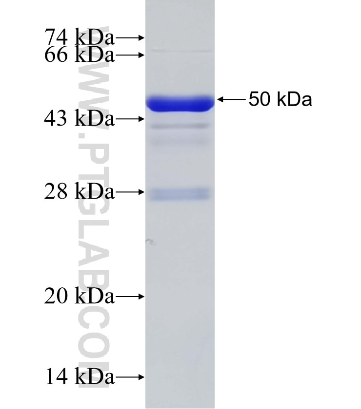 MEX3B fusion protein Ag32899 SDS-PAGE