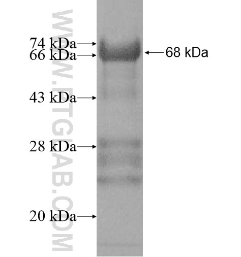 MEX3B fusion protein Ag11890 SDS-PAGE