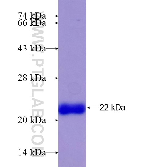 MEX3C fusion protein Ag19028 SDS-PAGE