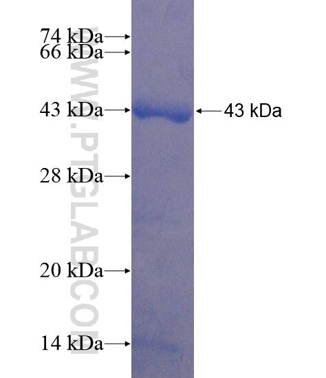 MEX3D fusion protein Ag22080 SDS-PAGE