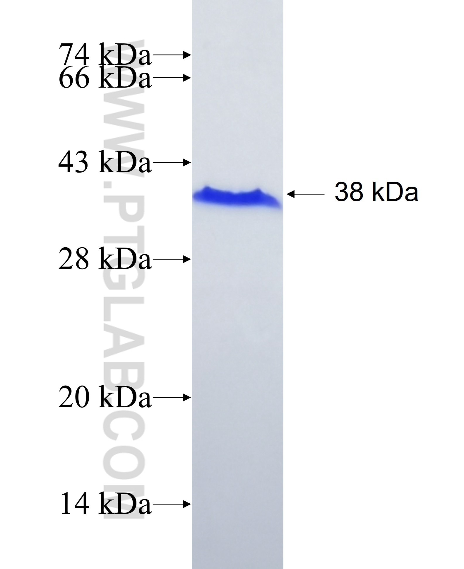 MFAP2 fusion protein Ag24496 SDS-PAGE